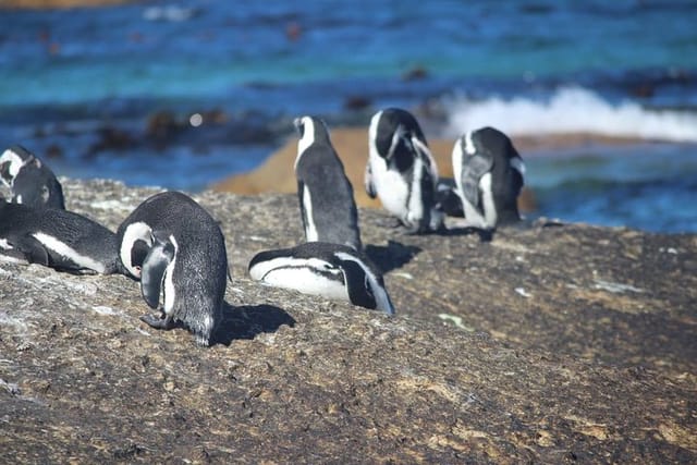 African Penguins explorers  - Photo 1 of 3